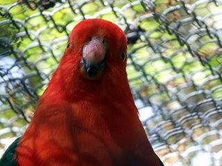Bird Aviary